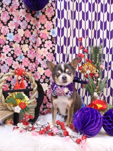 20250111メルくん